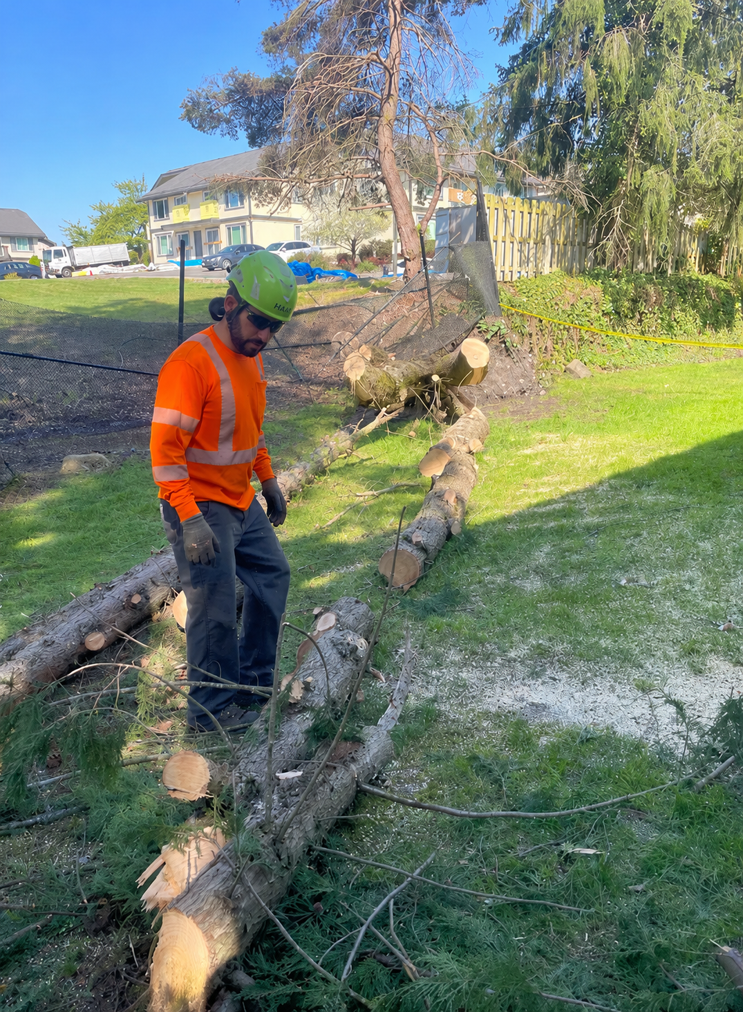 Tree fall